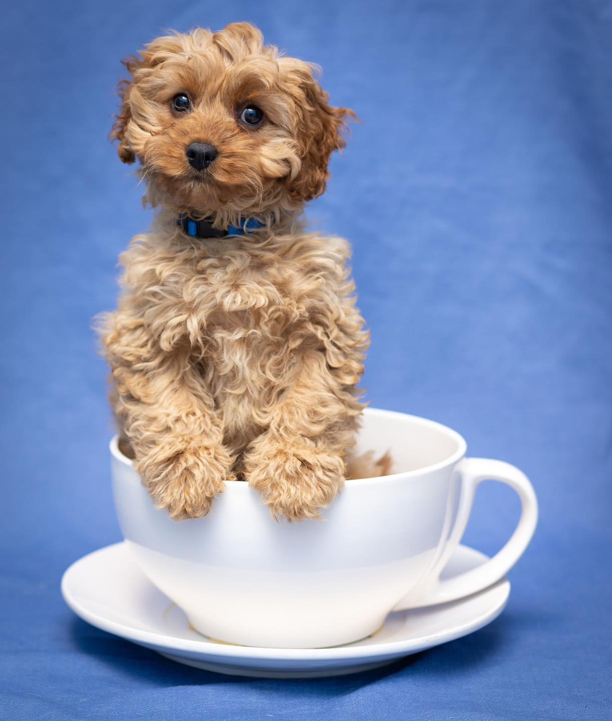 puppy in a tea cup