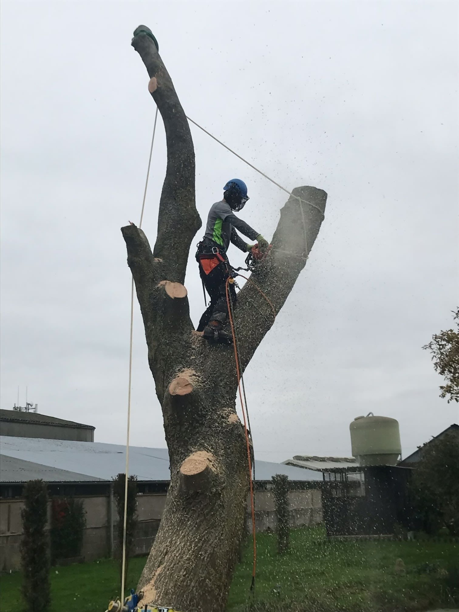 Images Rochwood Tree Services