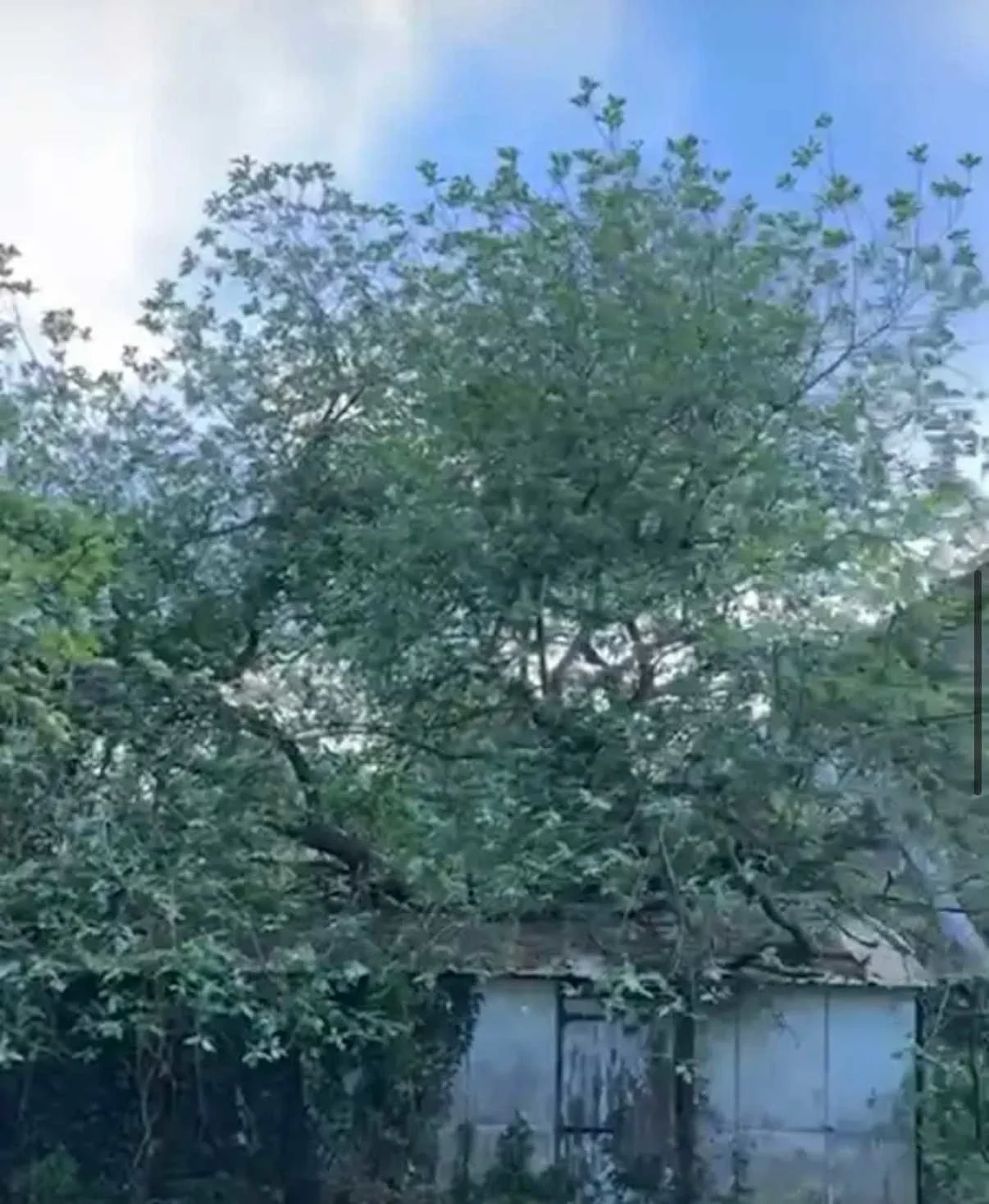 Images Tree Doctors & Landscaping