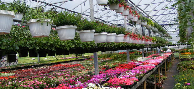 Images Freed's Greenhouse & Nursery