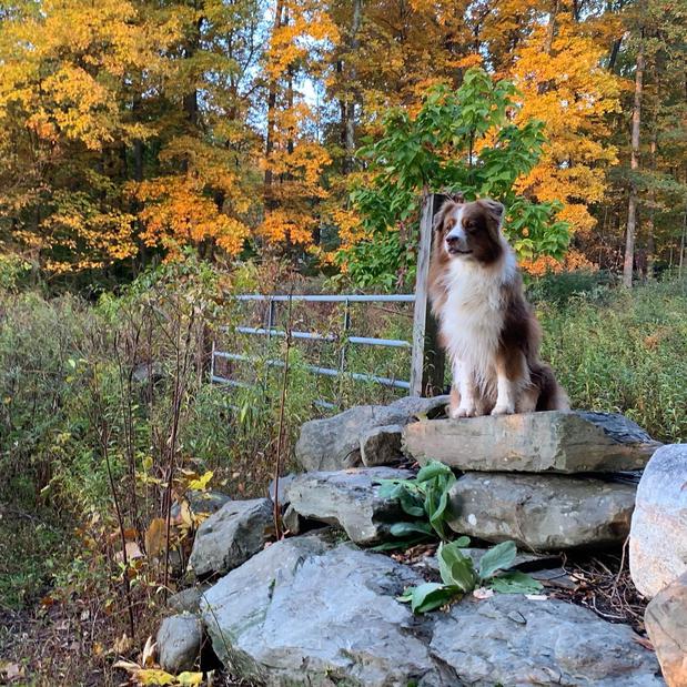 Images Canine Synergy LLC