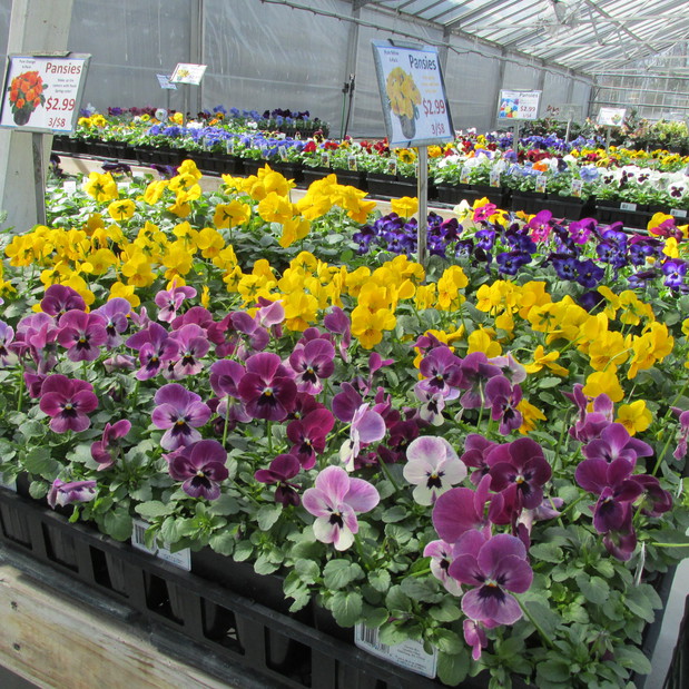 Nolt's Garden Center in Lebanon, 1555 Colebrook Rd. Nurseries