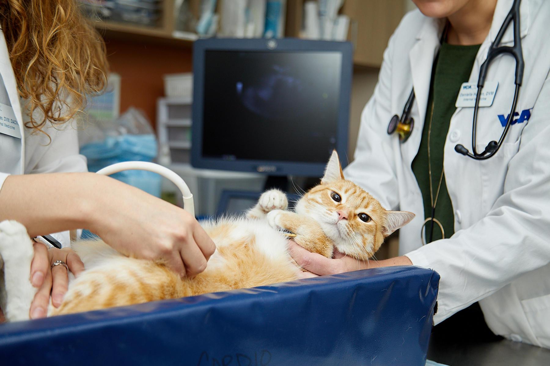 Image 6 | VCA Bay Area Veterinary Specialists & Emergency Hospital