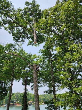 Images Myers Tree Service