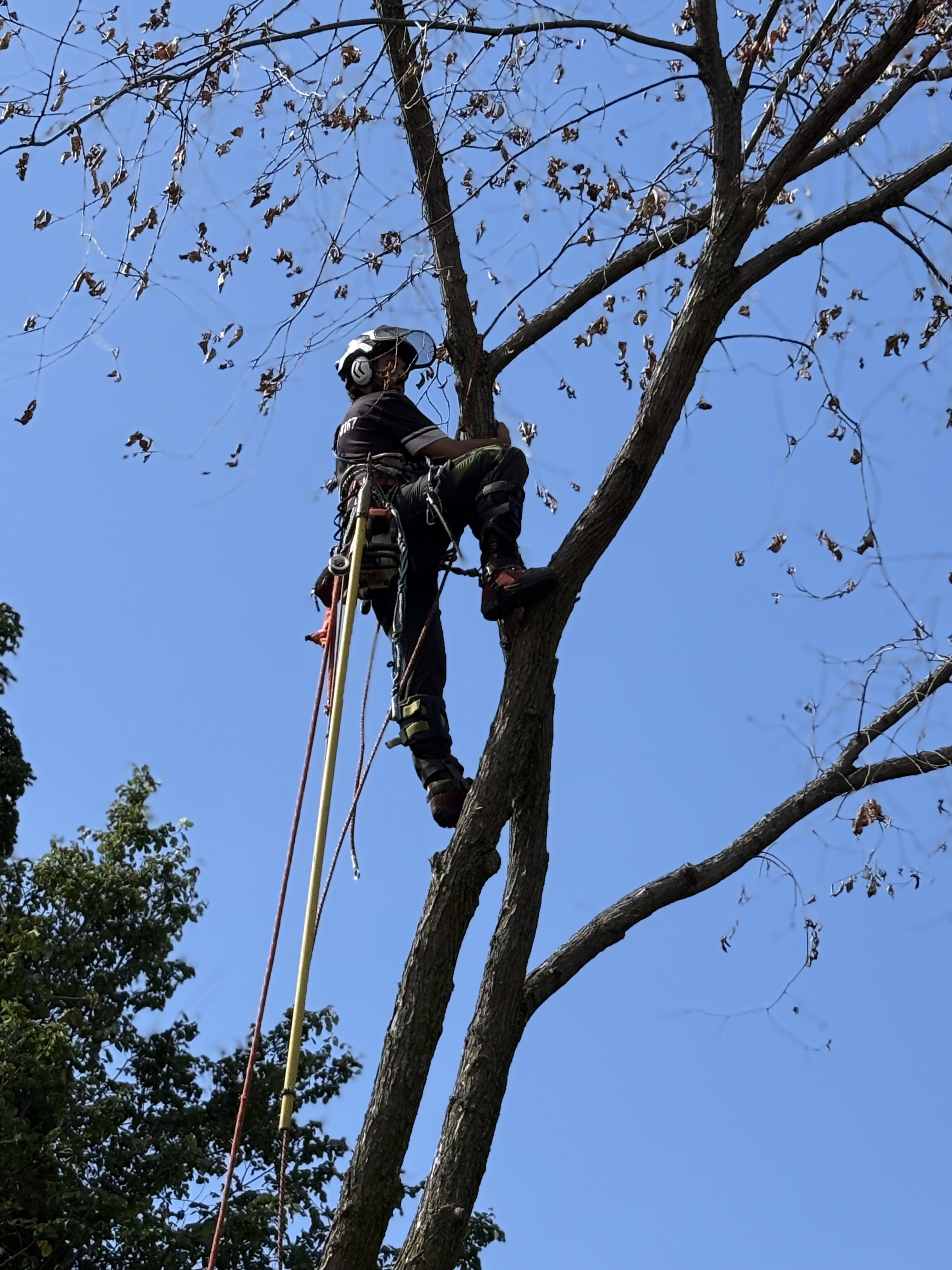 Images Arboriculture DB Inc.
