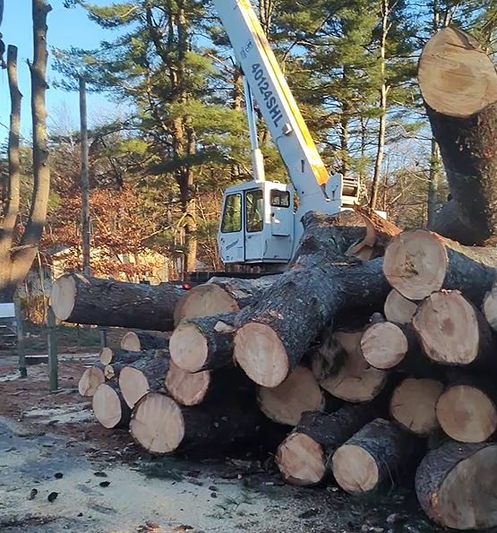 Chipping and log removal is part of Timber Falls Tree Service.