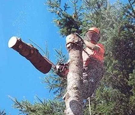 Images Double D Tree Service LLC