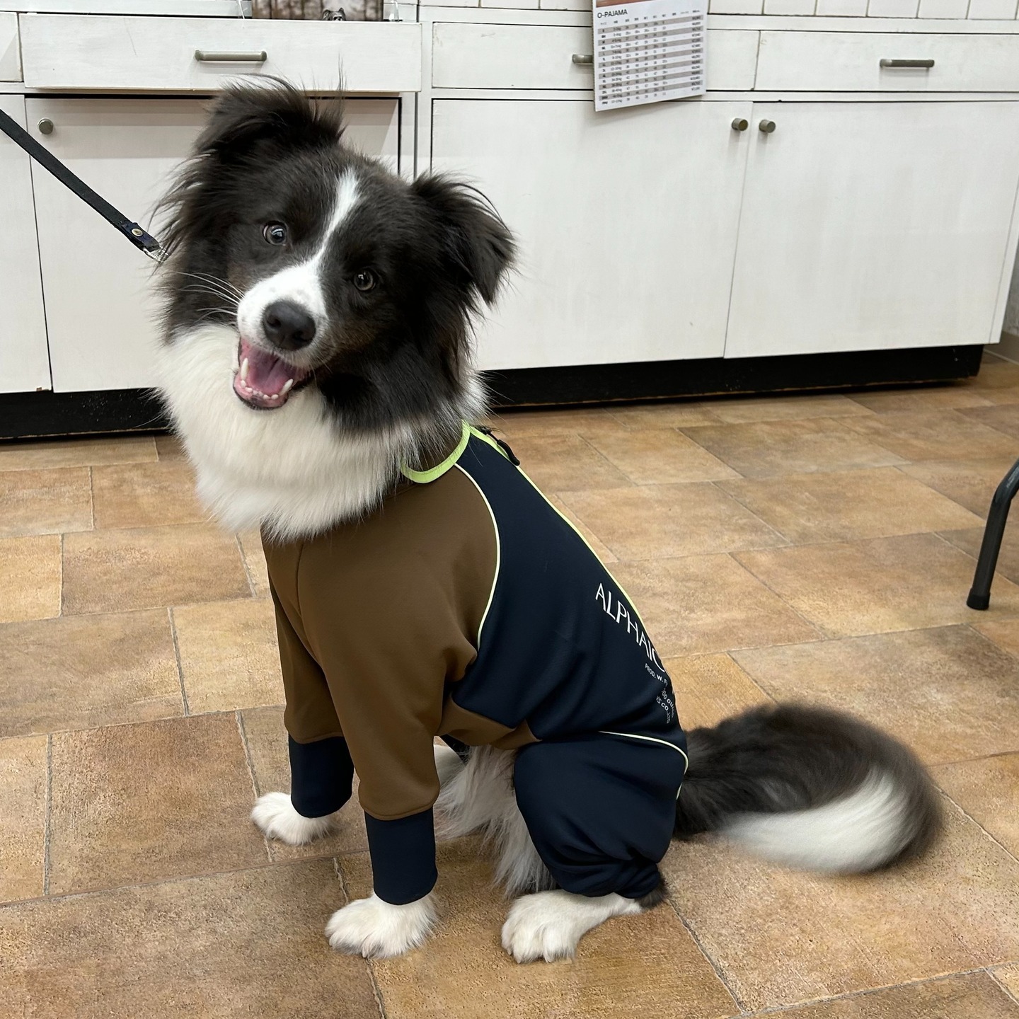 Images たまとポチ 宇津木店