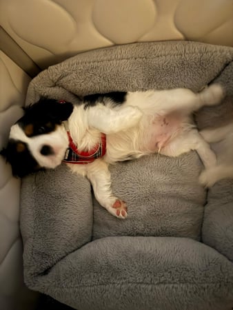 Images Judy's Cavaliers