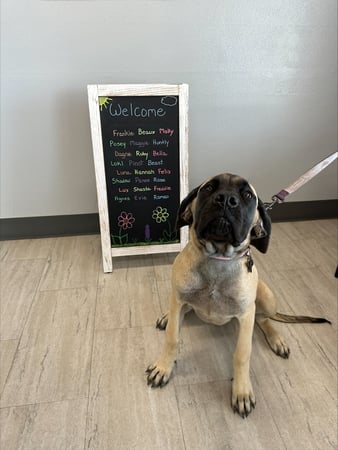 Images VCA Devotion Animal Hospital