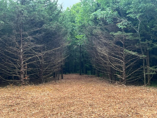 Images RED'S Forestry Mulching