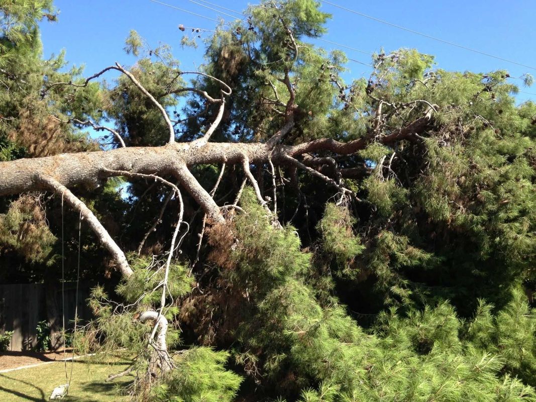 Valid Impressions Tree Service LLC Image