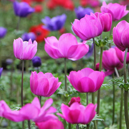 Bild 1 von Gartenbau-Floristik Tauderer