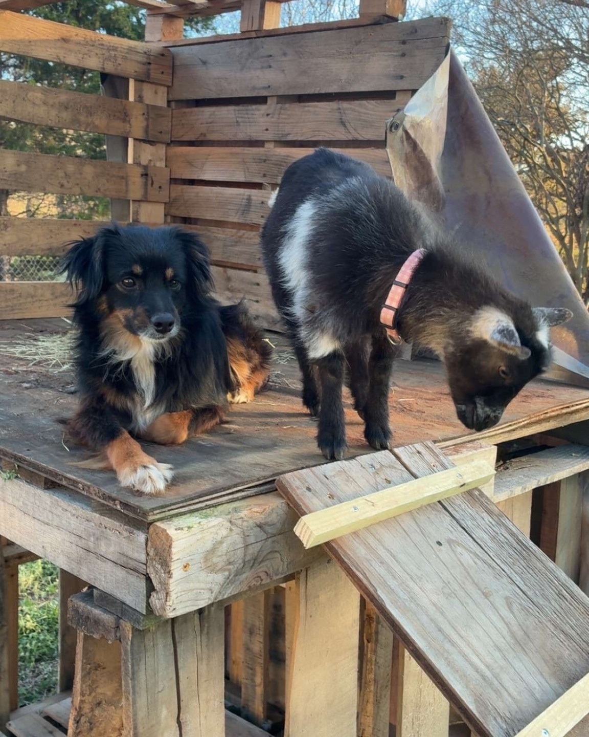 Mascot Monday! Whitley and Penny spent the weekend checking out the new goat house made from recycled wood. What kind of pets do you have? We would love to spotlight them.