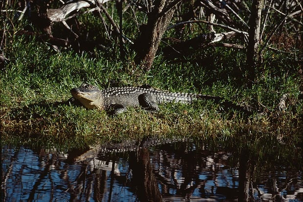 Images Everglades Excursions