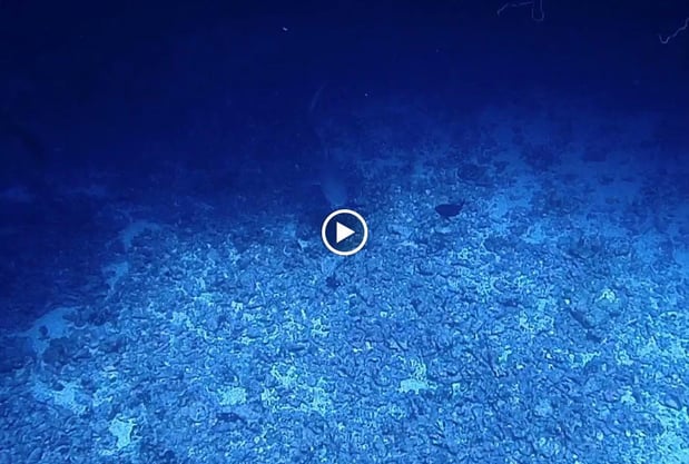 Images Kona Honu Divers