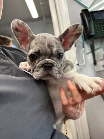 Images VCA Devotion Animal Hospital
