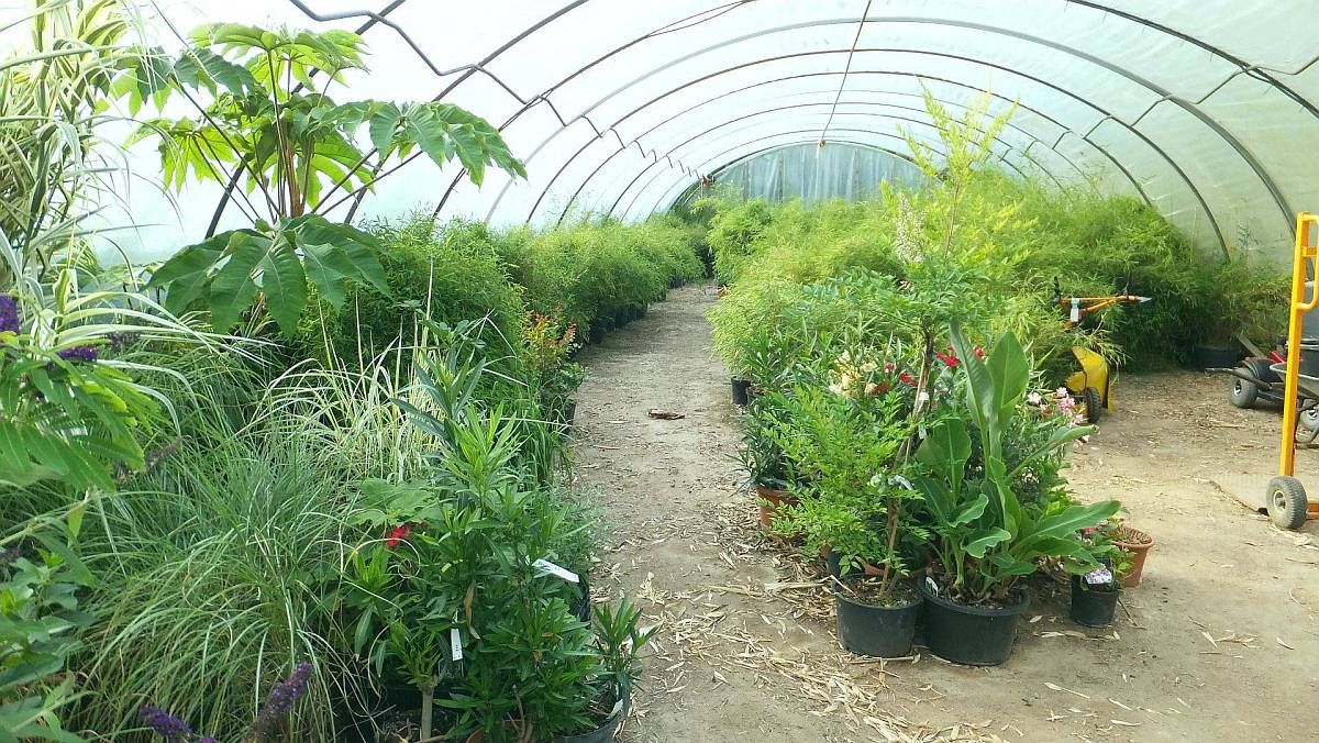 Bambus-Baumschule Ulrich Wilumeit, Nußbaumallee 71 in Darmstadt