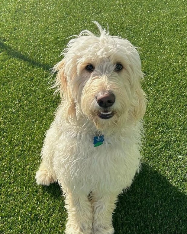 Images Our Dog House in Argyle LLC