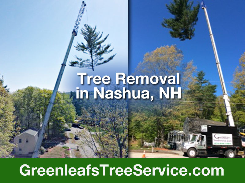 Greenleaf's Tree Service Photo