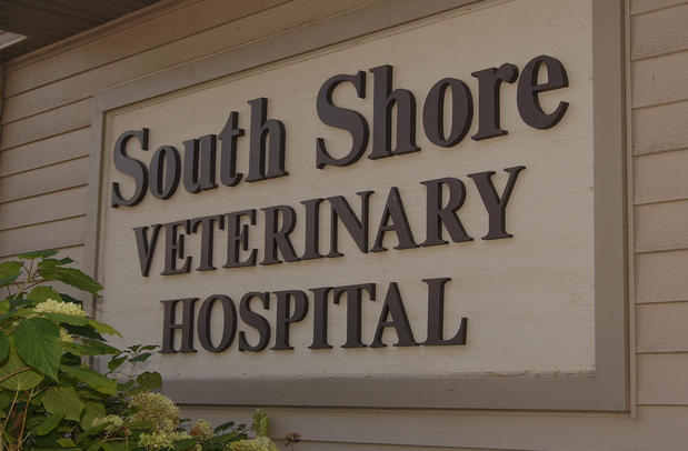 Images South Shore Veterinary Hospital