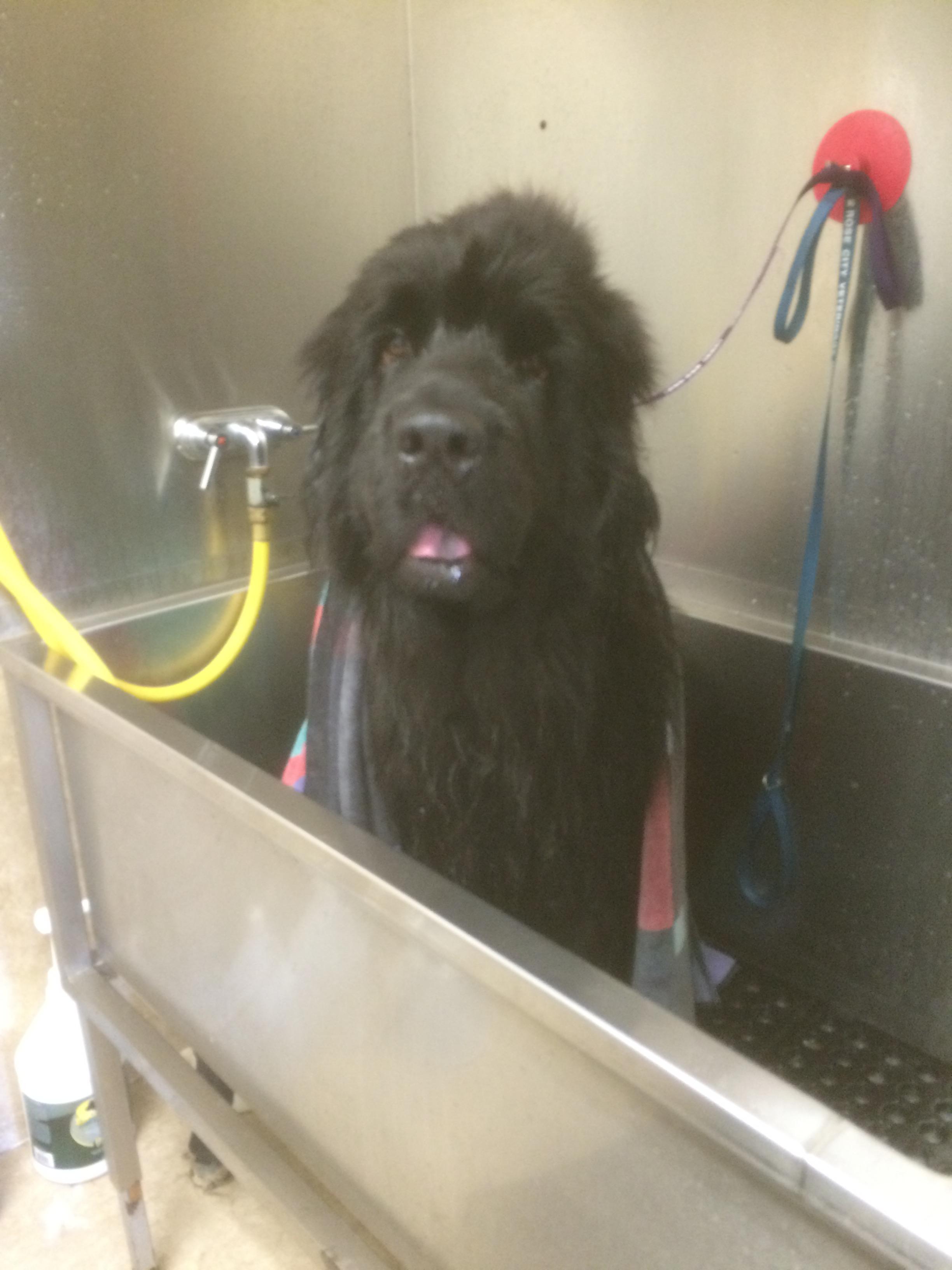 Bratdogz Pet Spa, LLC