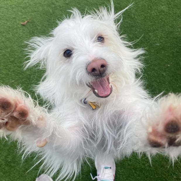 Images Playtime Pet Resort