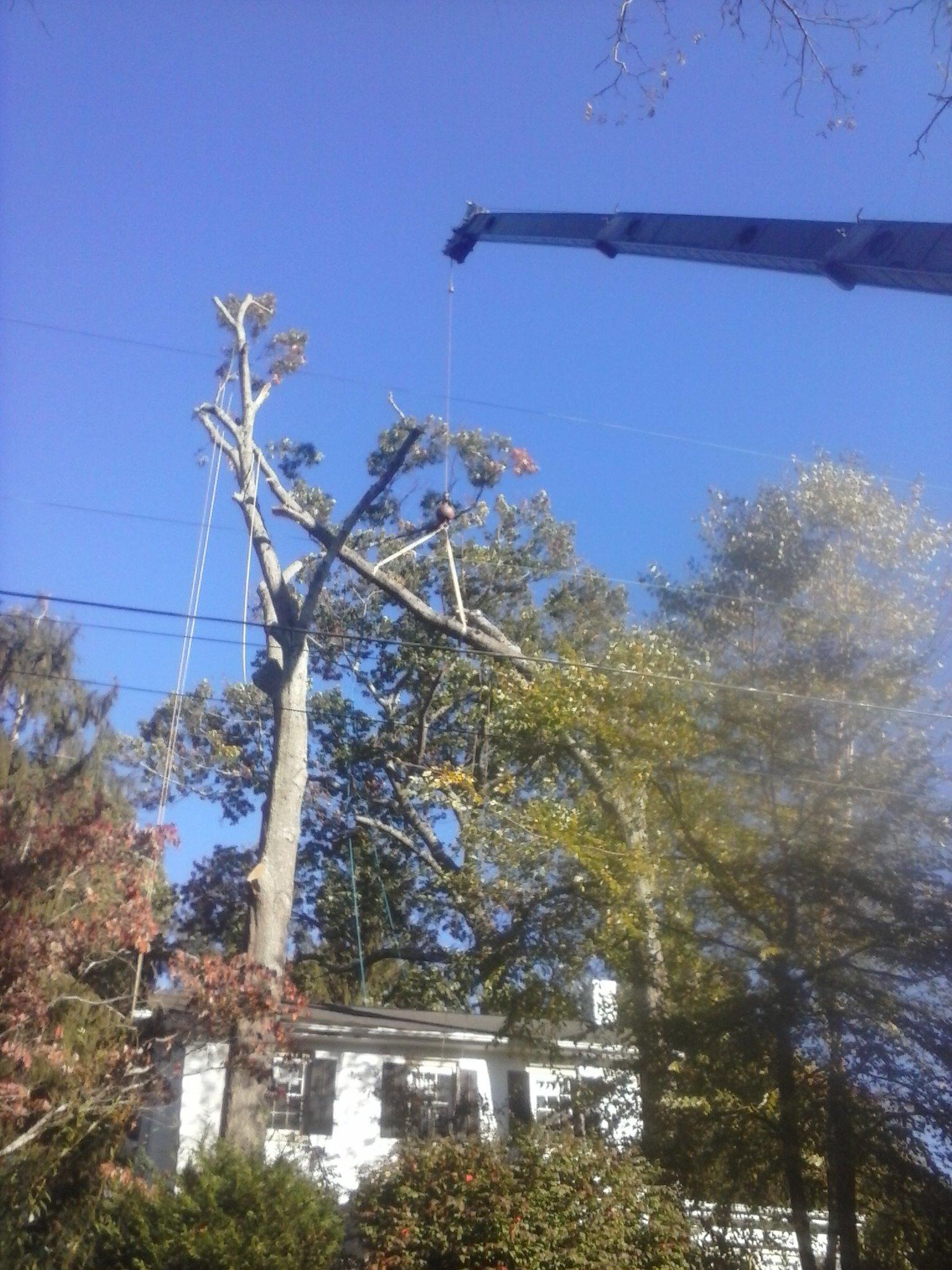 Timber Tree Service In Swannanoa Nc 28778 Chamberofcommerce Information
