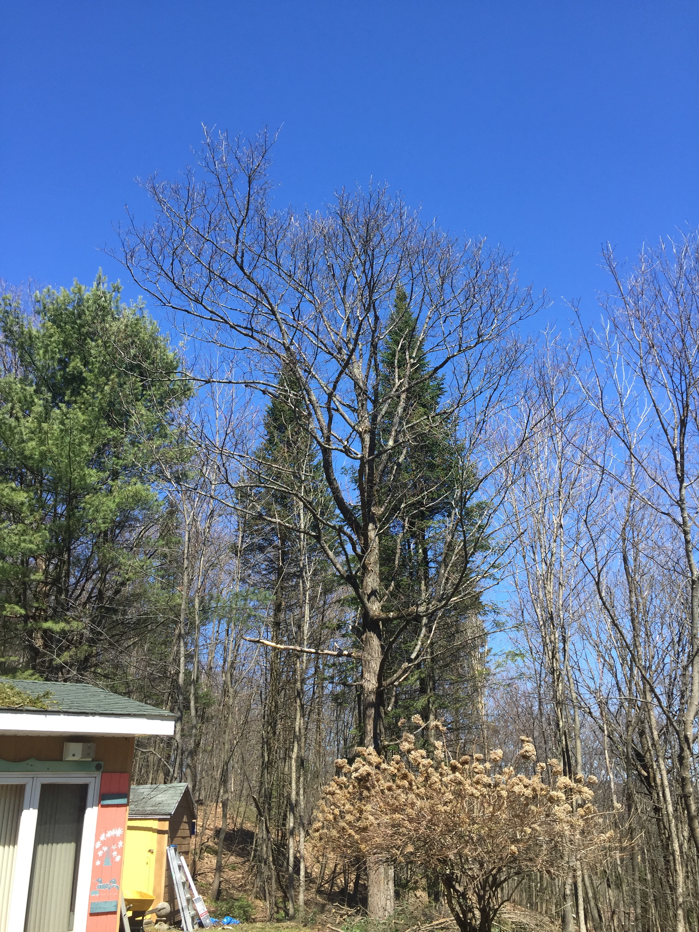 Images Élagage Frère d'Arbres