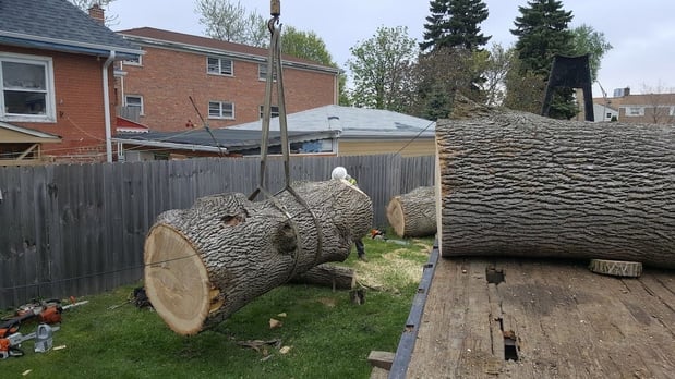 Images Huber Tree Expert