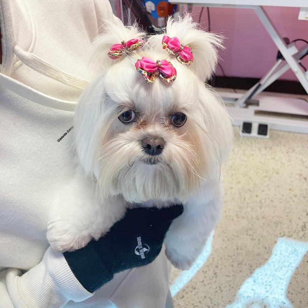Woof Gang Bakery & Grooming Parkland