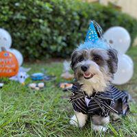 Woof Gang Bakery Waterford Lakes Photo