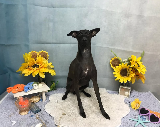Images ペットショップ 犬の家