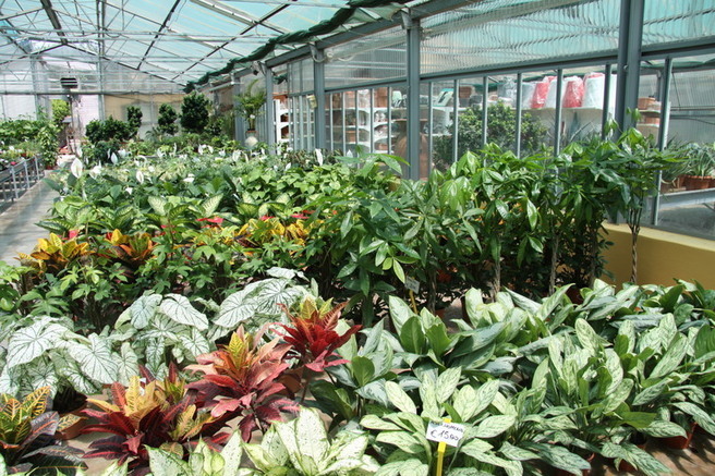 Images Vivai Giuranna