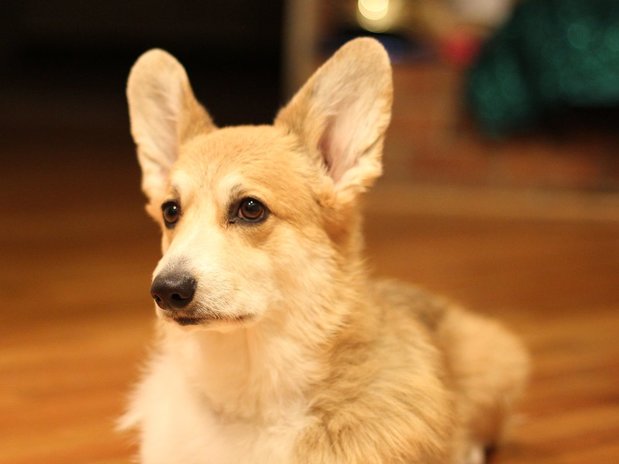 Images VCA Capital Area Veterinary Specialists