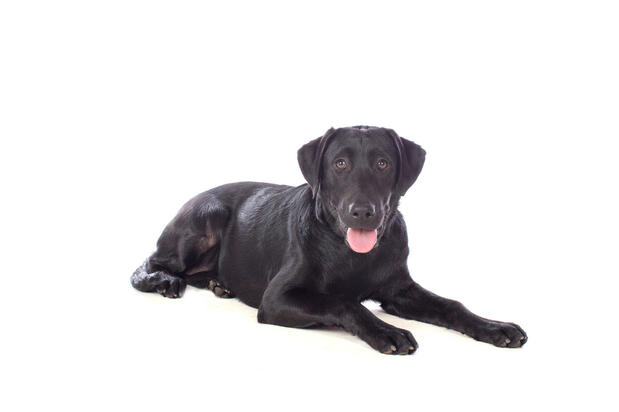 Images Laurie and Joe's Labs