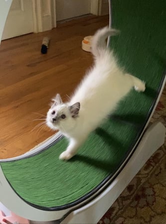 Images New York Ragdolls