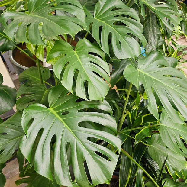 Images Deep Roots Garden Center