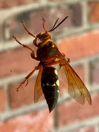 Images GW Exterminating Company