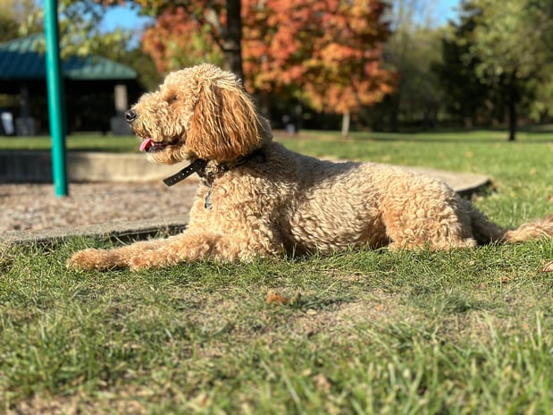 Images Outstanding K9