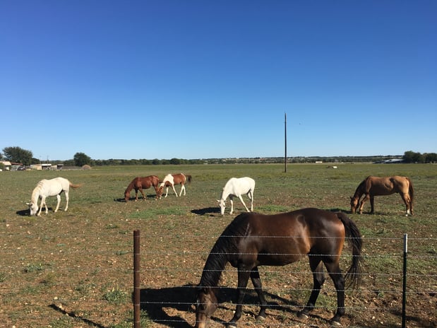 Images Peaceful Acres TX