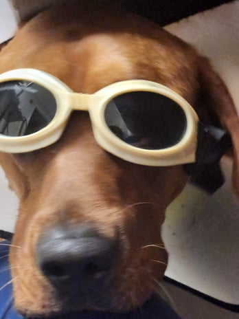 Images VCA Morris Plains Animal Hospital