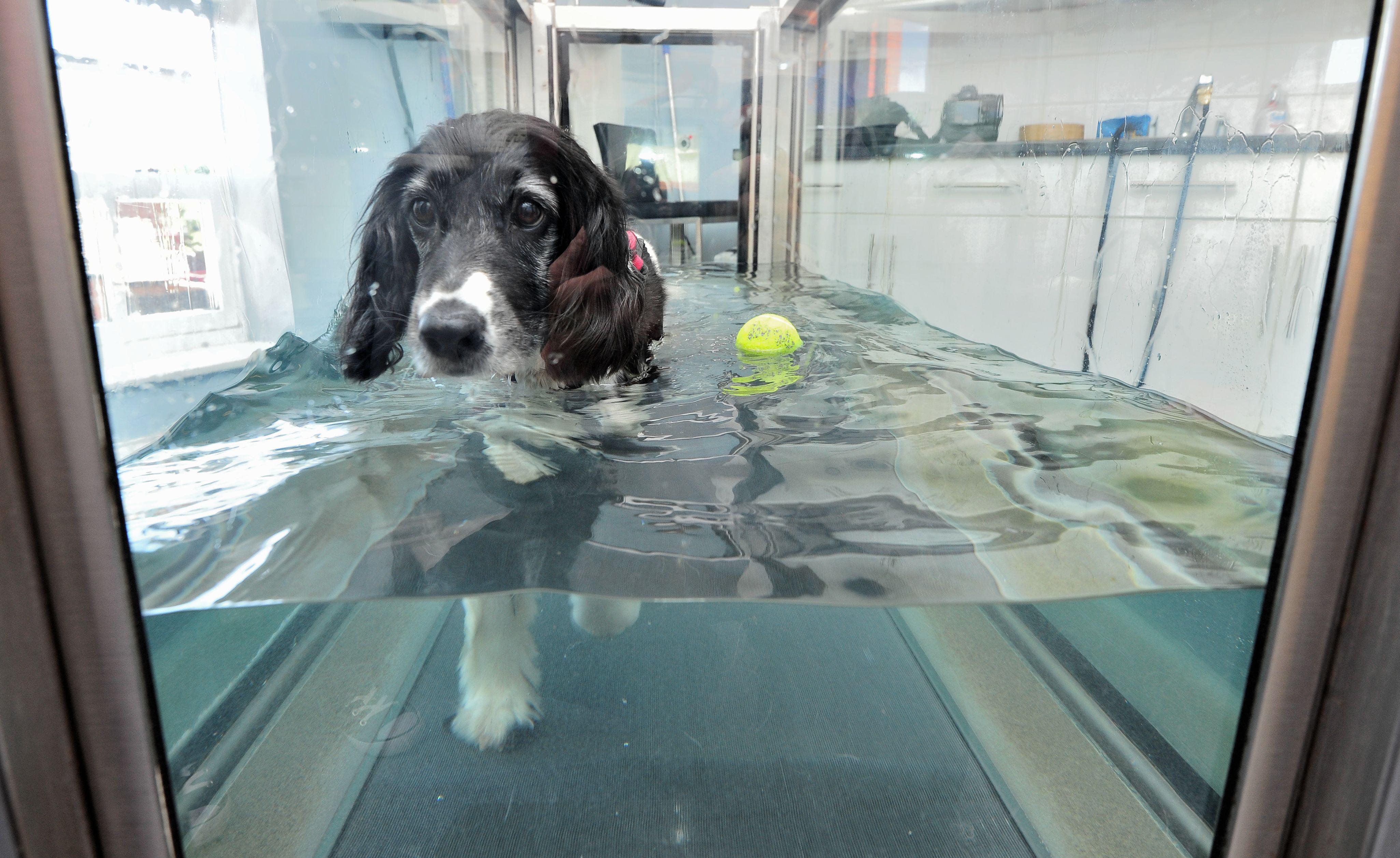 Severn Veterinary Centre and Hydrotherapy Suite Worcester 01905 756156