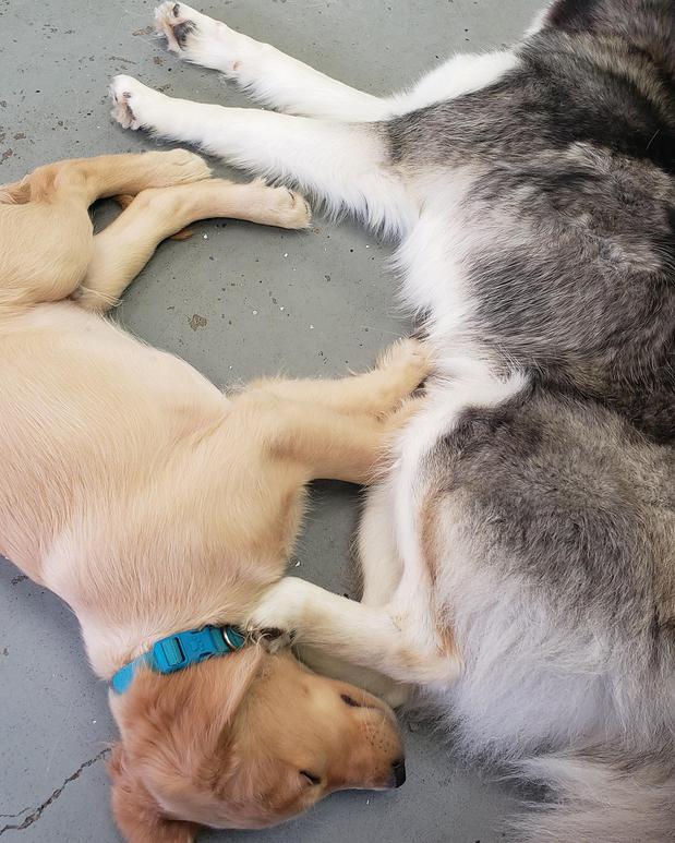 Images Highland Pets