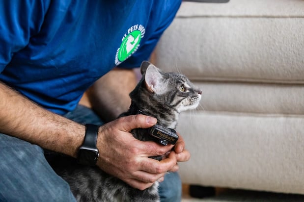 Images My Pets Safety