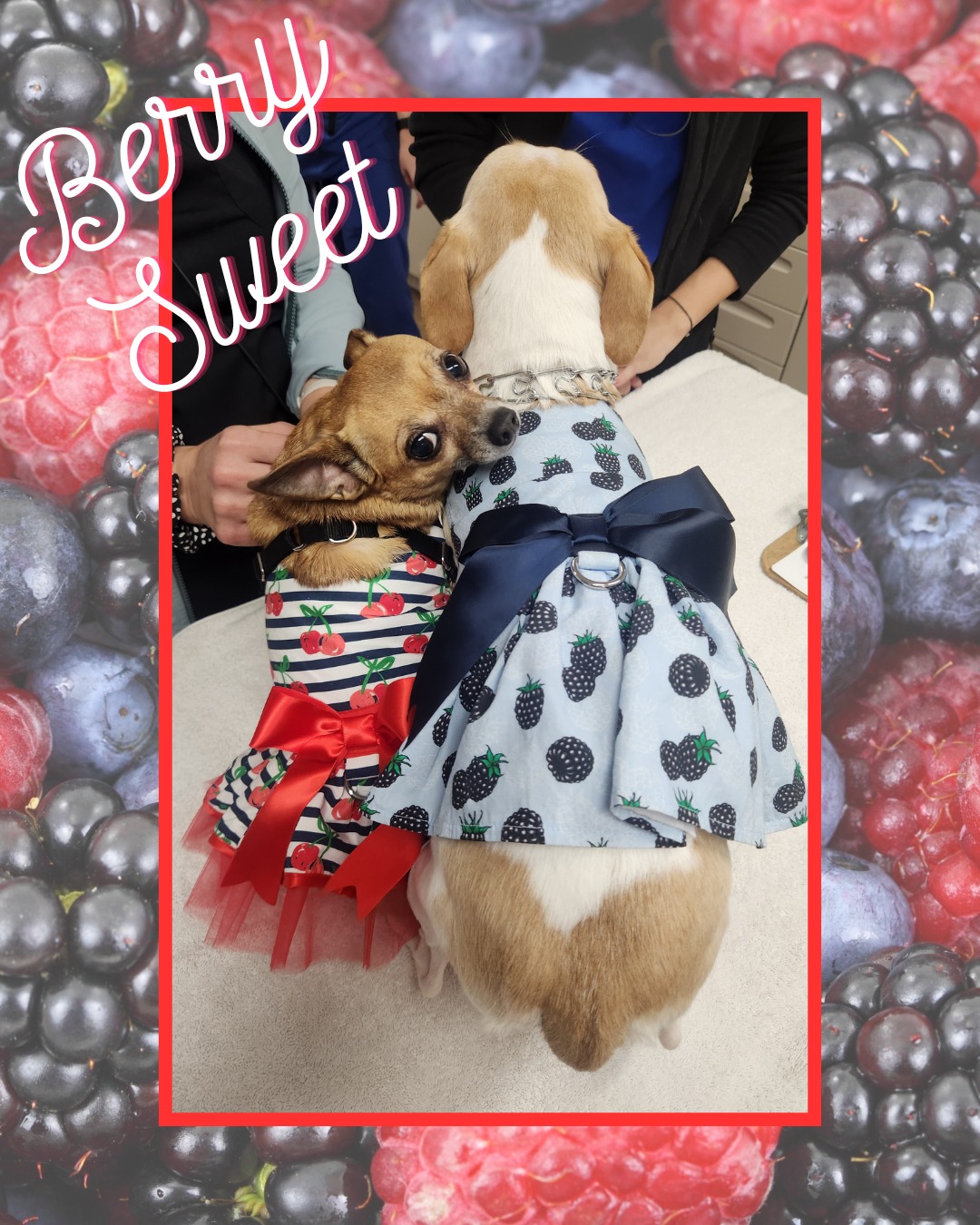Gregory Veterinary Clinic – Berry Sweet Fashion Fun