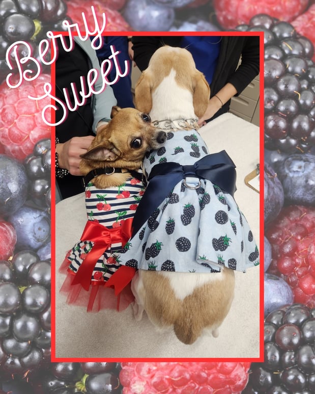 Images Gregory Vet Clinic