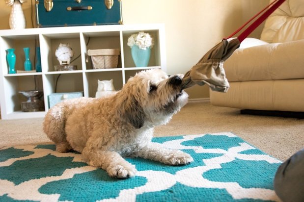Images Stop the Fight! Dog Toys