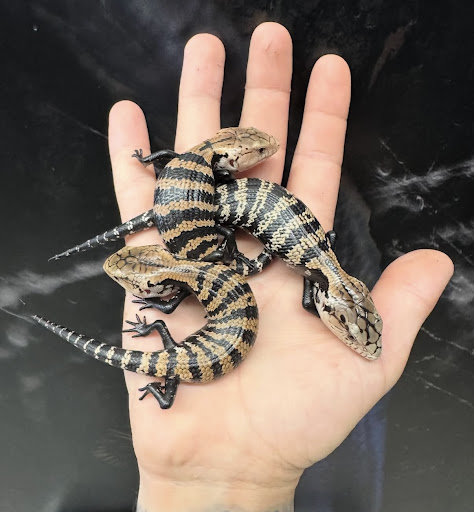 Images Cold Blooded Kingdom