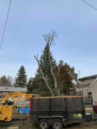 Images Paul's Tree Service